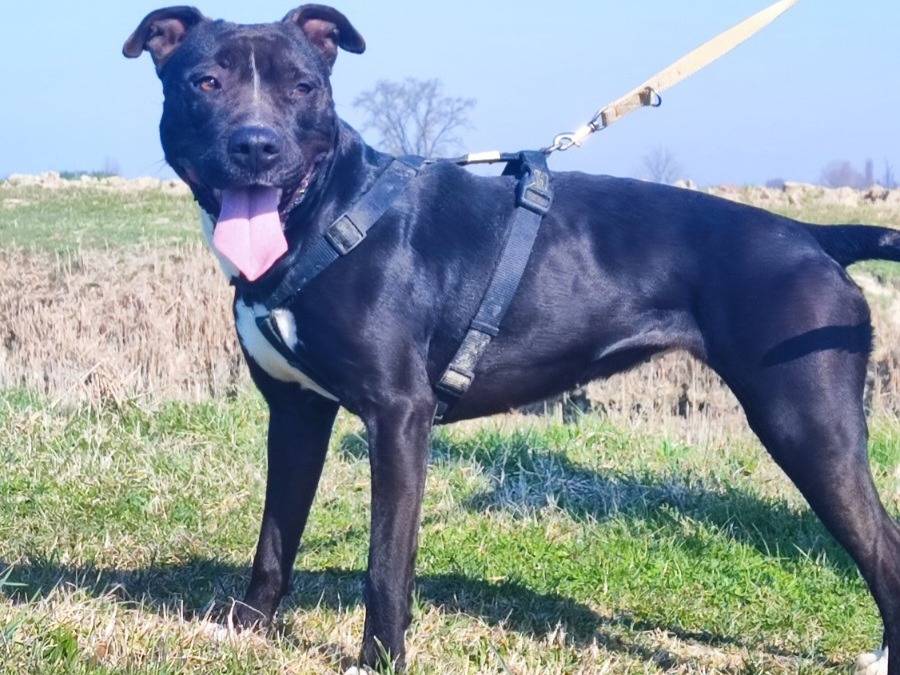 Adozione cane, femmina, Razza sconosciuta Razza sconosciuta, 5 anni e 7 mesi, taglia grande, Mantova