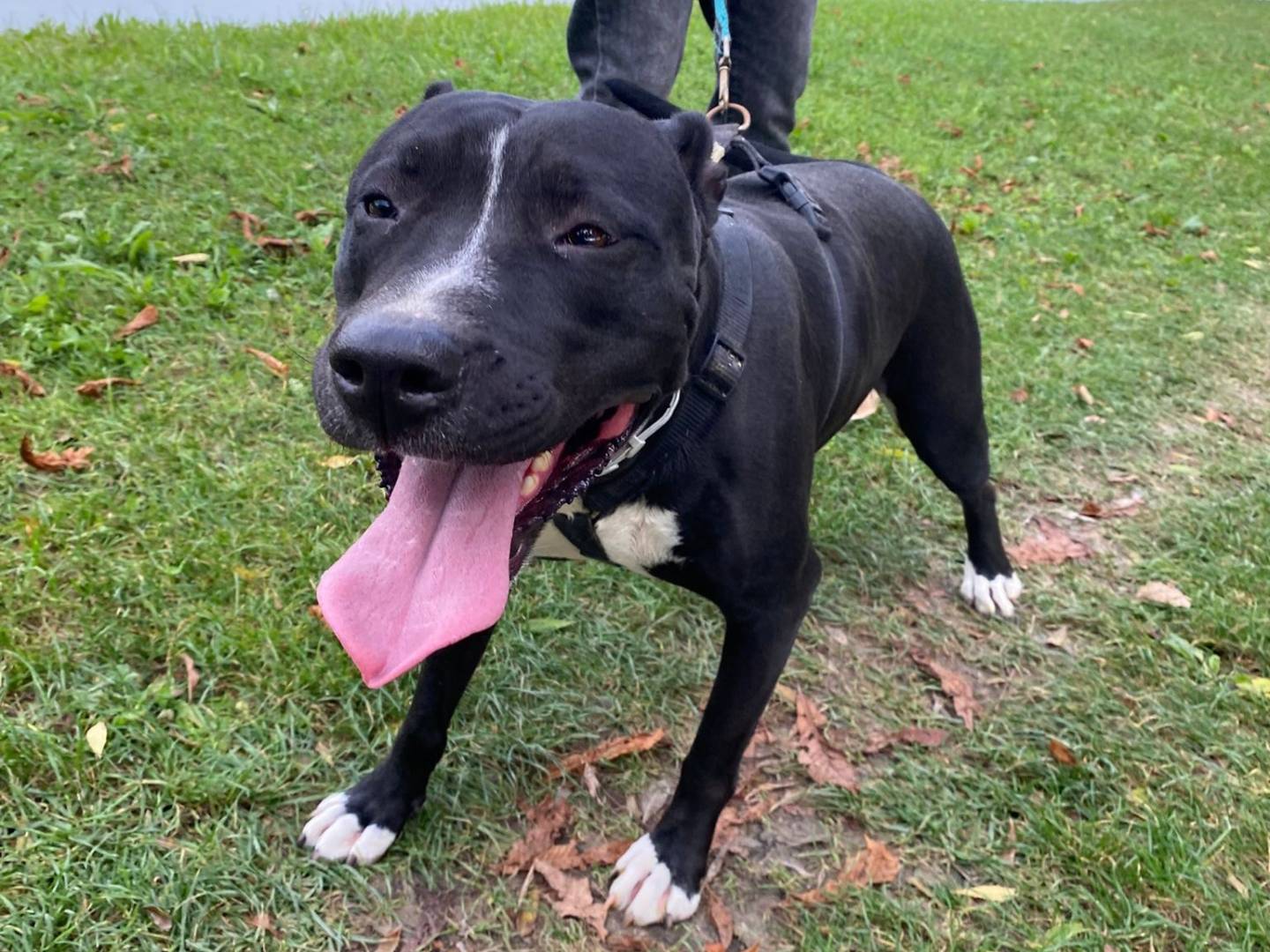 Adotta un cane, taglia grande, femmina, Mantova