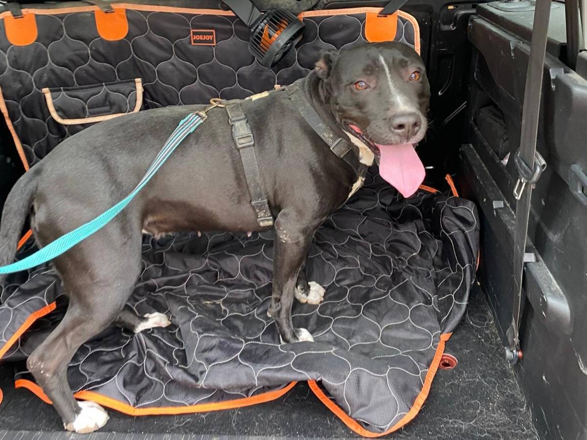 Vuoi adottare un cane a Mantova?