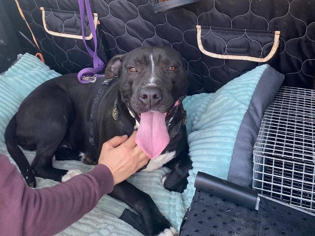 Adotta il cane Athena a Mantova