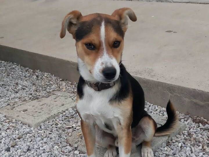 Adozione cane, maschio, Razza sconosciuta Razza sconosciuta, 1 anno e 9 mesi, taglia piccola, Crotone
