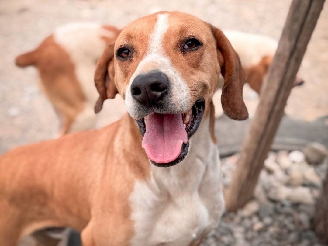 Adozione cane, maschio, Beagle  Razza sconosciuta, 4 anni e 5 mesi, taglia media, Crotone