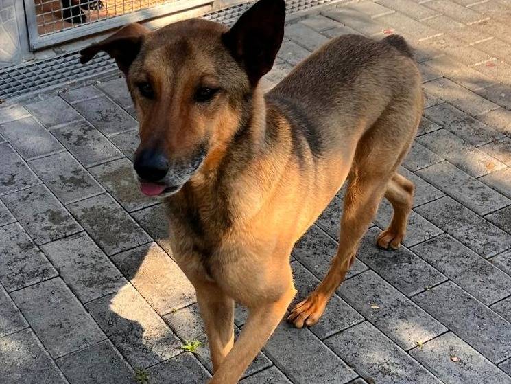 Adotta un cane, maschio, 4 anni e 7 mesi, Milano