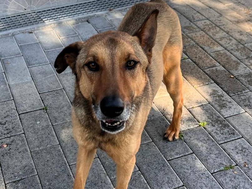 Adotta un cane, taglia grande, maschio, Milano