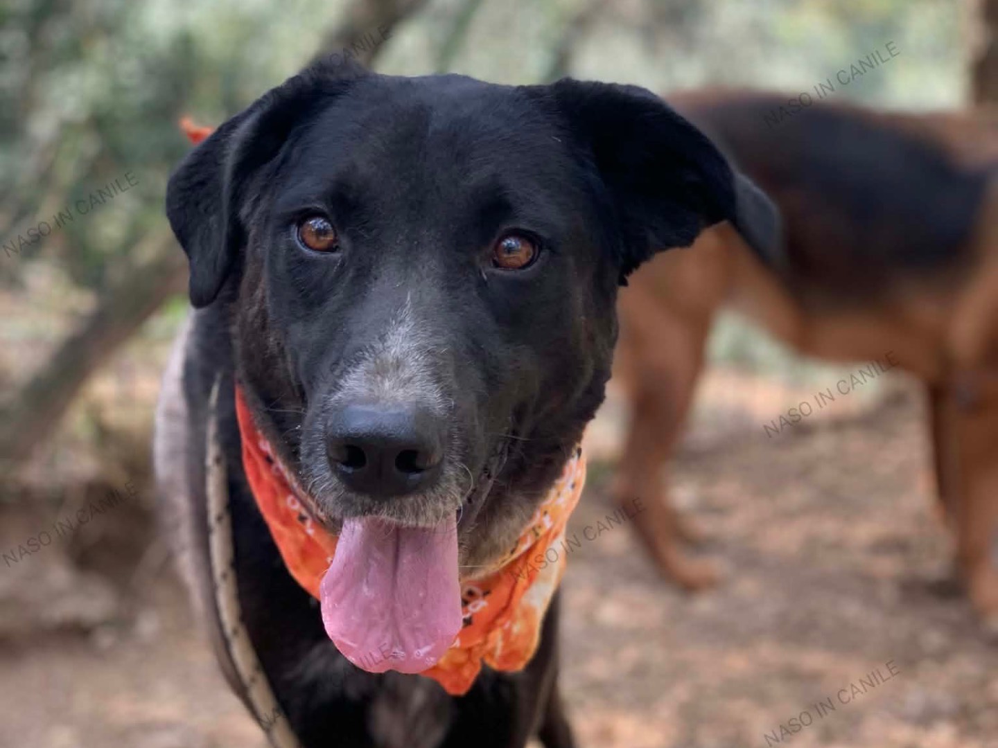 Adozione cane, maschio, Razza sconosciuta Razza sconosciuta, 5 anni e 5 mesi, taglia media, Latina
