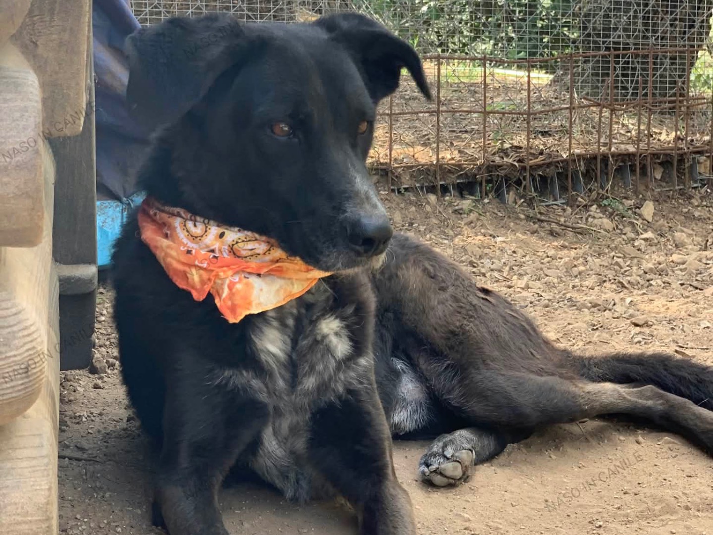 Adotta un cane, maschio, 5 anni e 5 mesi, Latina