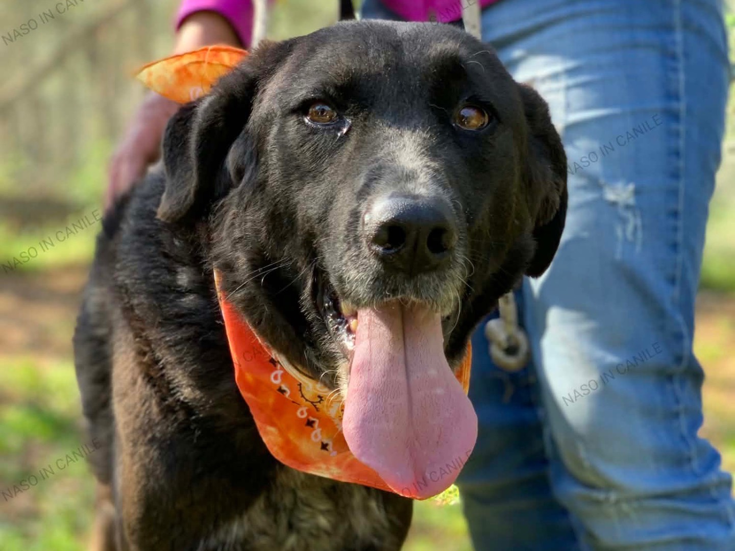 Adotta un cane, taglia media, maschio, Latina