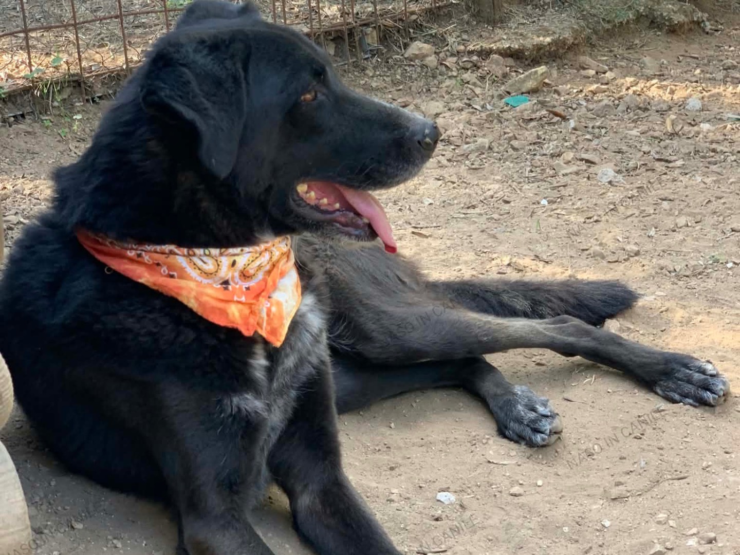 Adotta il cane Pepito  a Latina