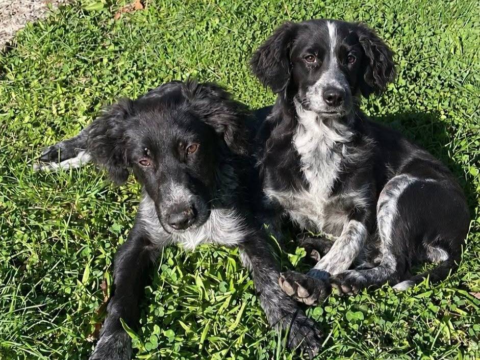 Adozione cane, maschio, Setter Inglese Razza sconosciuta, 3 mesi, taglia media, Crotone