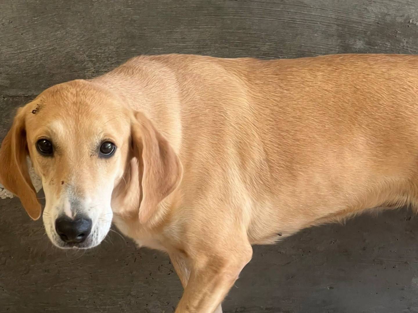 Adozione cane, femmina, Razza sconosciuta Razza sconosciuta, 1 anno e 9 mesi, taglia media, Crotone