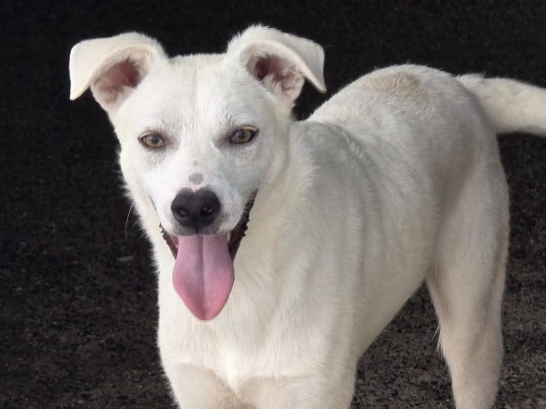 Adozione cane, maschio, Razza sconosciuta Razza sconosciuta, 1 anno e 2 mesi, taglia media contenuta, Crotone