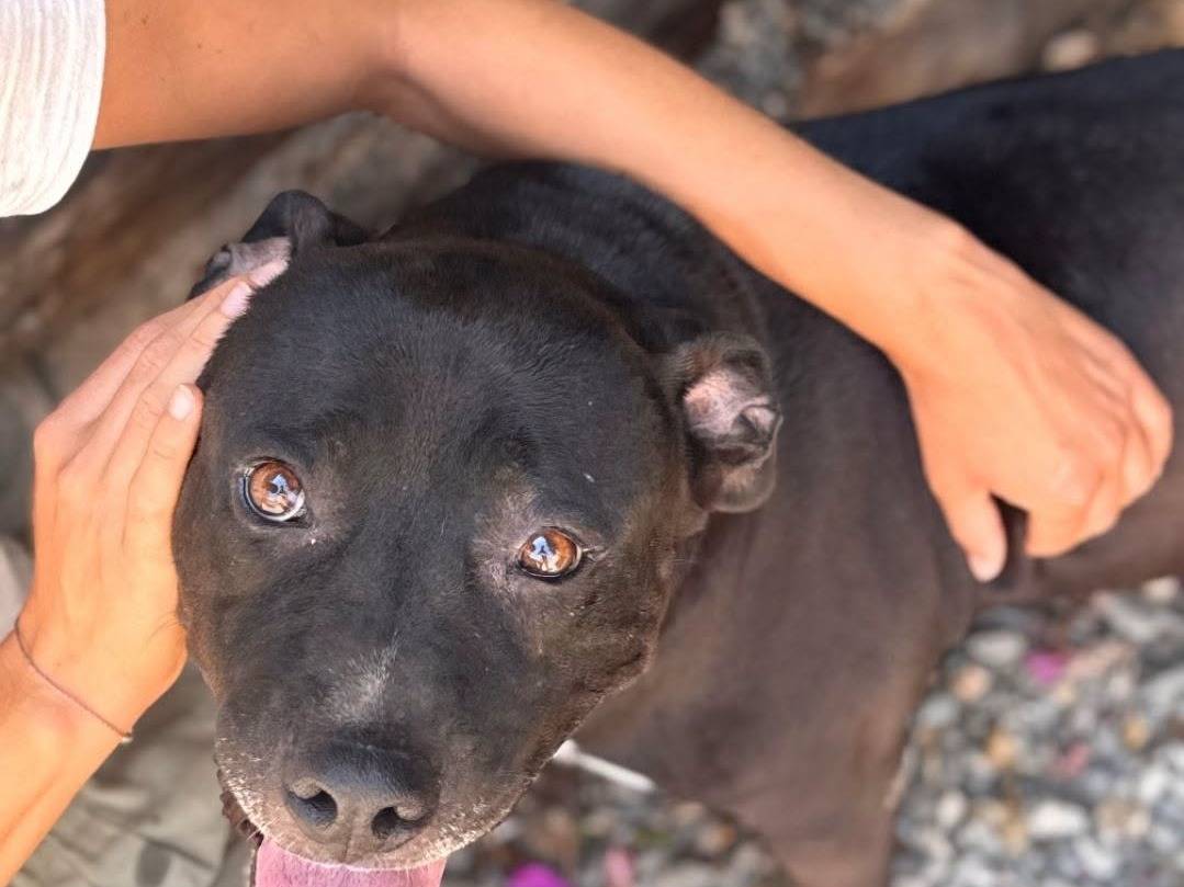 Adotta un cane, femmina, 5 anni e 4 mesi, Crotone