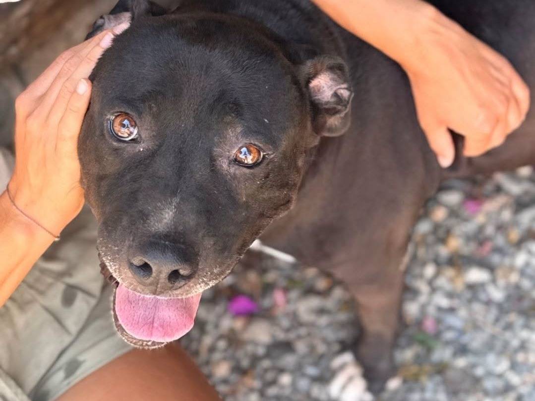 Adozione cane, femmina, Pitbull Razza sconosciuta, 5 anni e 4 mesi, taglia media, Crotone