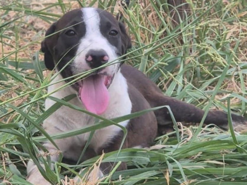 Adozione cane, maschio, Razza sconosciuta Razza sconosciuta, 4 mesi, taglia media, Crotone