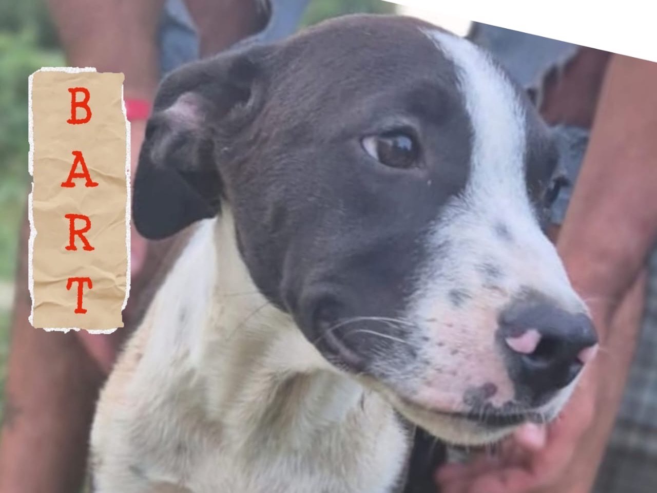 Adotta un cane, maschio, 4 mesi, Crotone