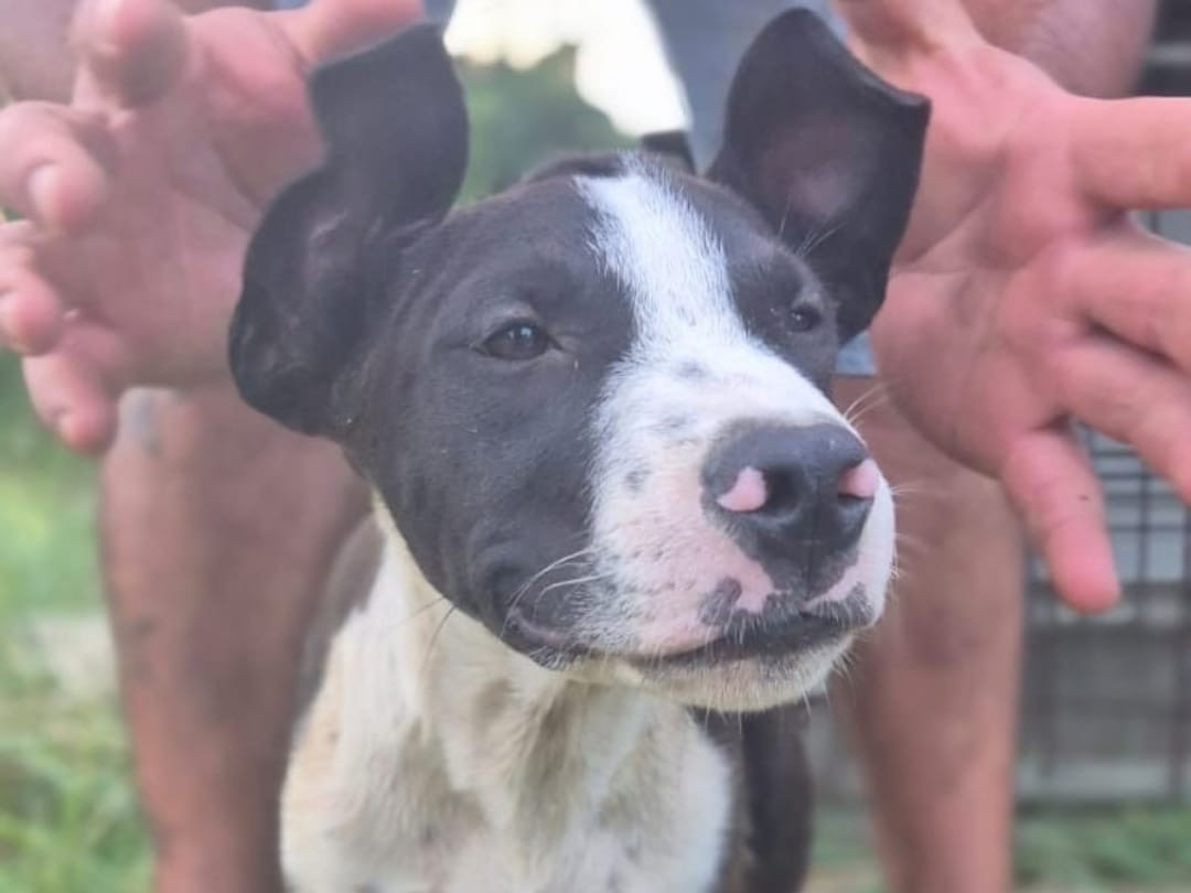 Adotta un cane, taglia media, maschio, Crotone