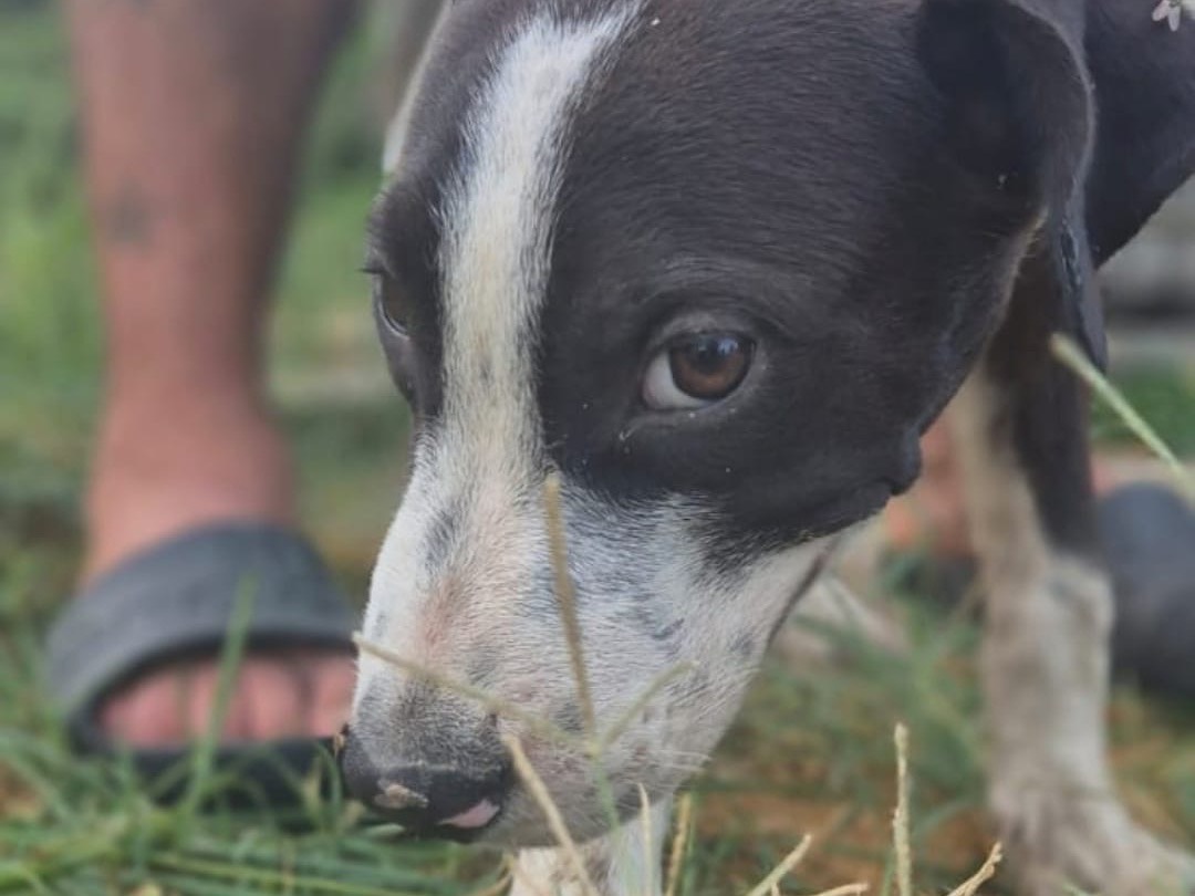 Vuoi adottare un cane a Crotone?