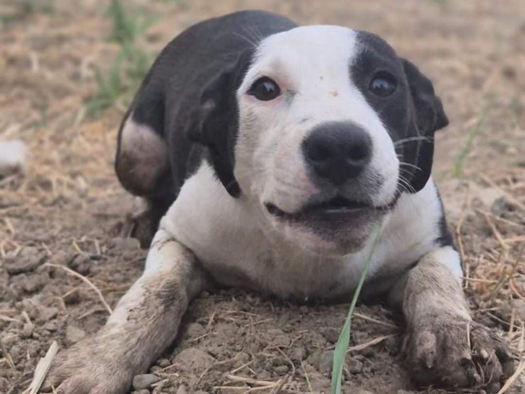 Adotta un cane, femmina, 4 mesi, Crotone