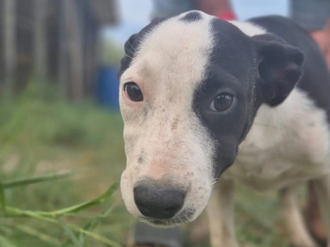 Adotta un cane, taglia media, femmina, Crotone