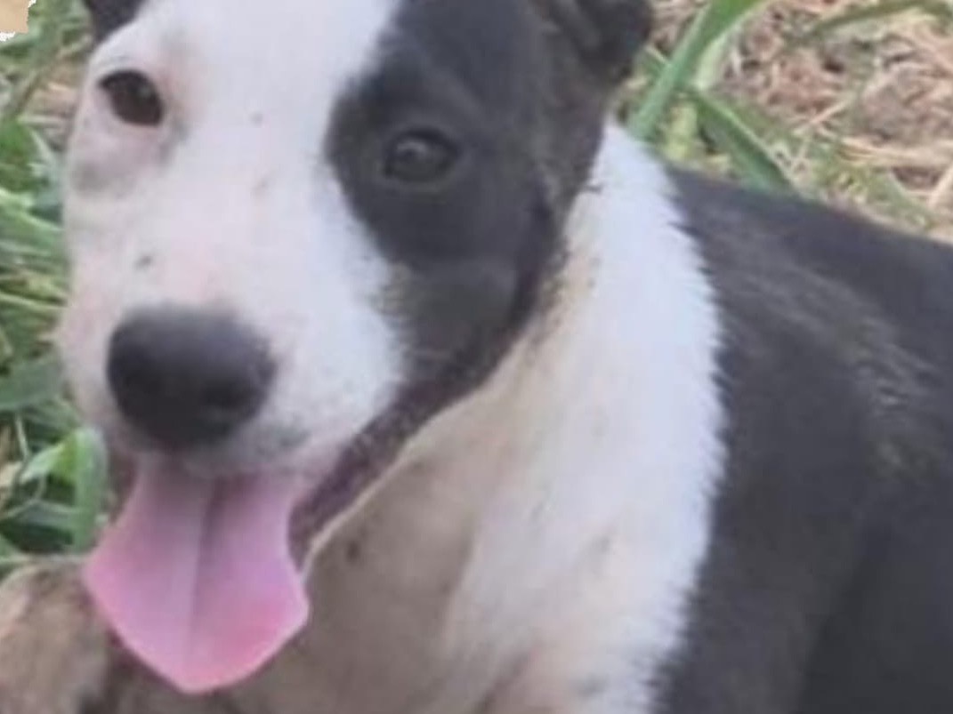 Vuoi adottare un cane a Crotone?