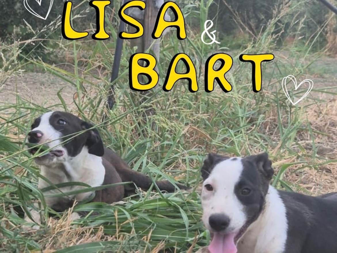 Adotta il cane Lisa  a Crotone
