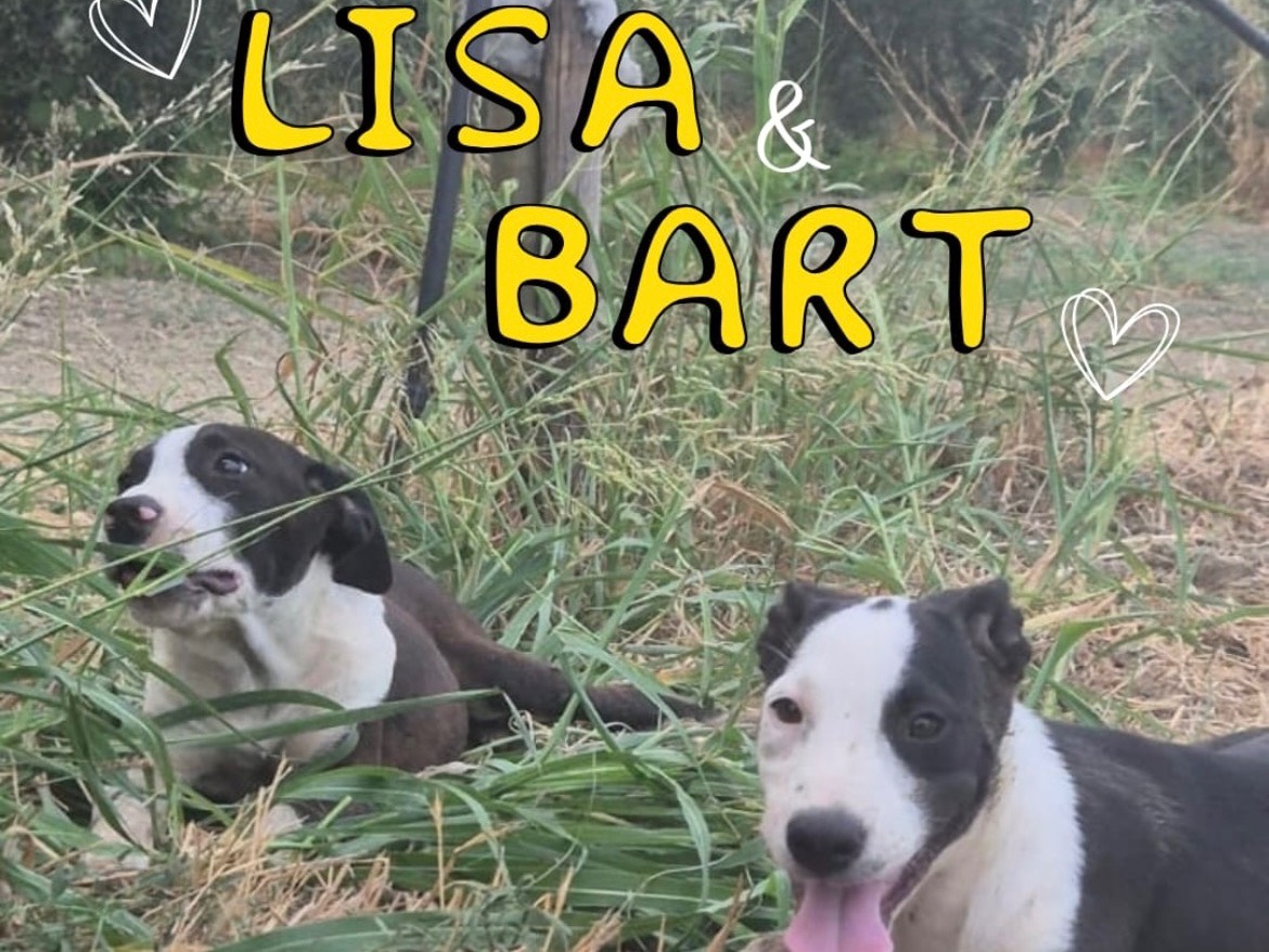 Adotta il cane Bart   a Crotone