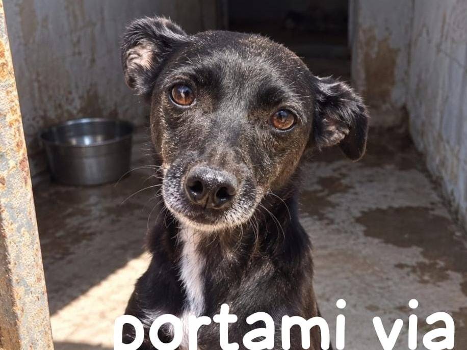Adozione cane, femmina, Razza sconosciuta Razza sconosciuta, 4 anni e 1 mese, taglia piccola, Cremona
