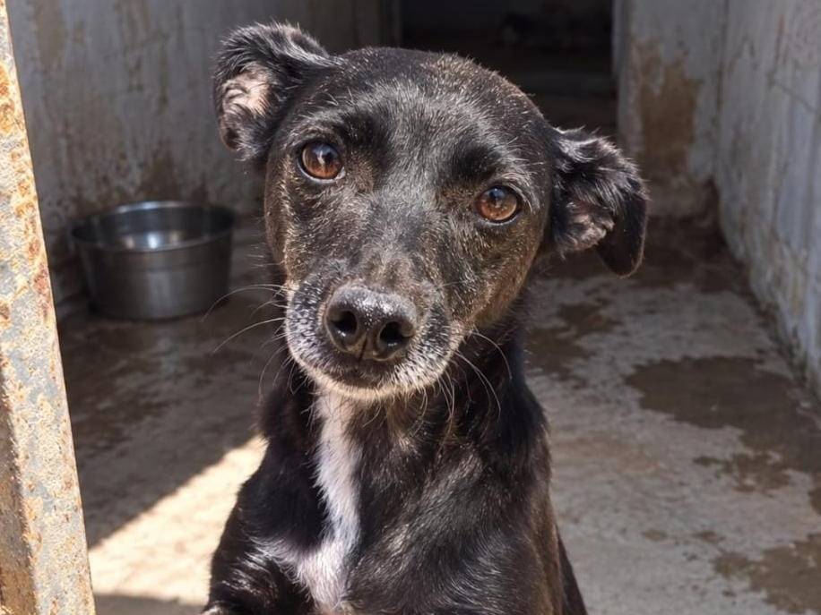 Adotta un cane, femmina, 4 anni e 1 mese, Cremona