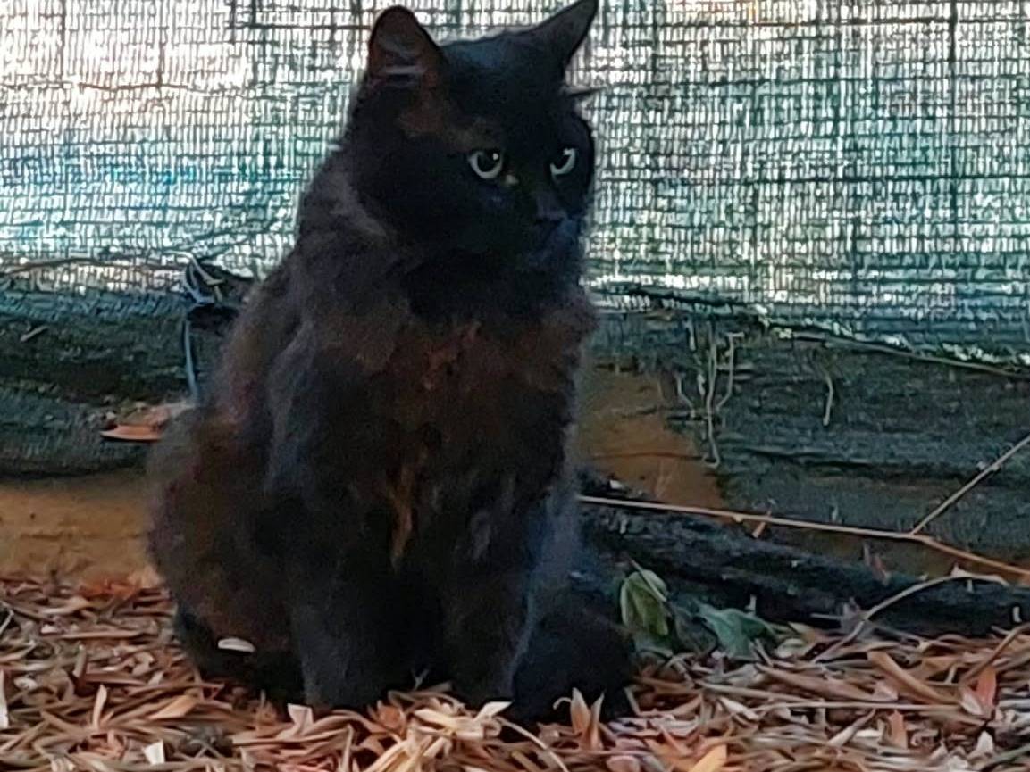 Adozione gatto, femmina, Razza sconosciuta Razza sconosciuta, 2 anni e 6 mesi, taglia non valida, Oristano