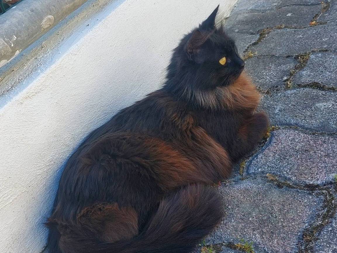 Adotta un gatto, femmina, 2 anni e 6 mesi, Oristano