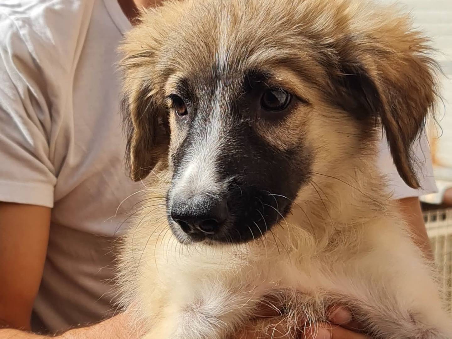 Adozione cane, femmina, Razza sconosciuta Razza sconosciuta, 3 mesi, taglia media, Trapani