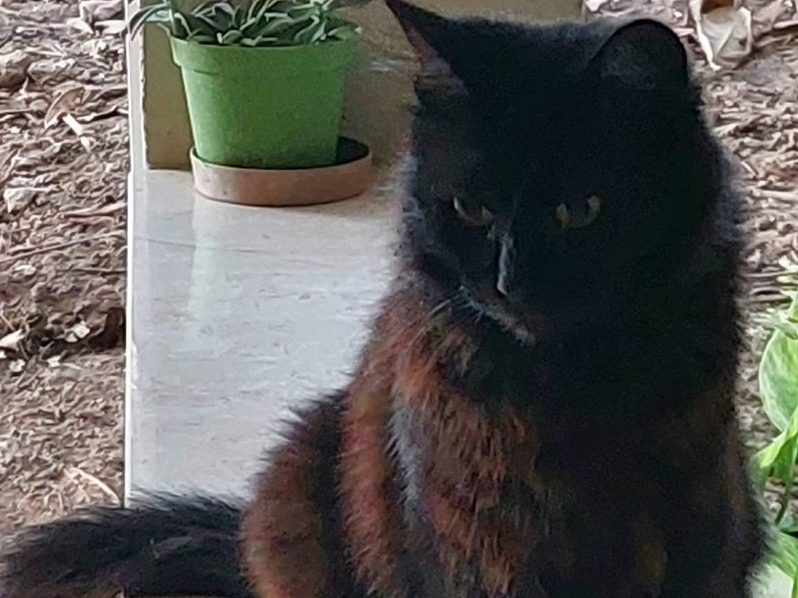 Adotta un gatto, taglia non valida, femmina, Oristano