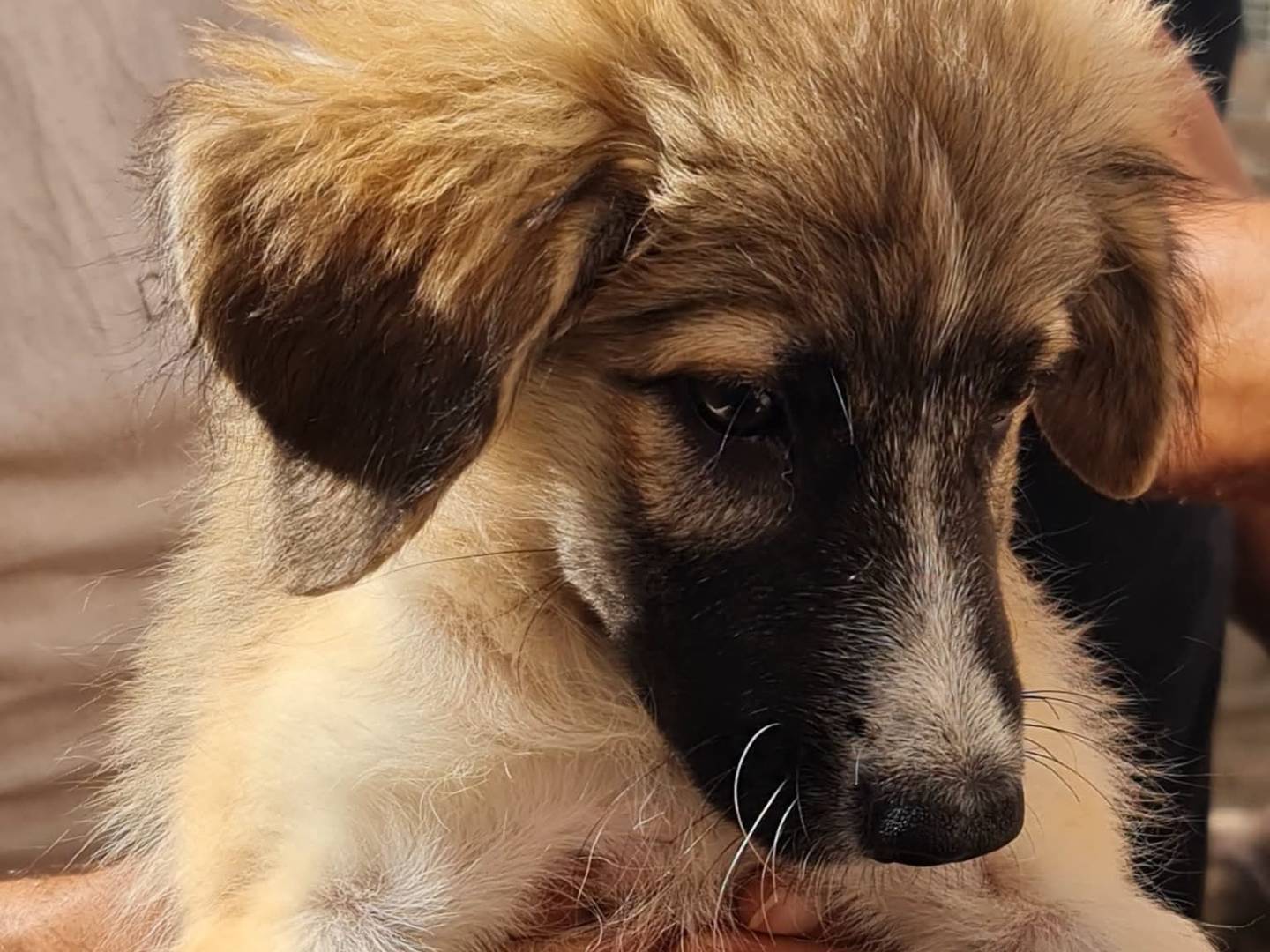 Adotta un cane, femmina, 3 mesi, Trapani