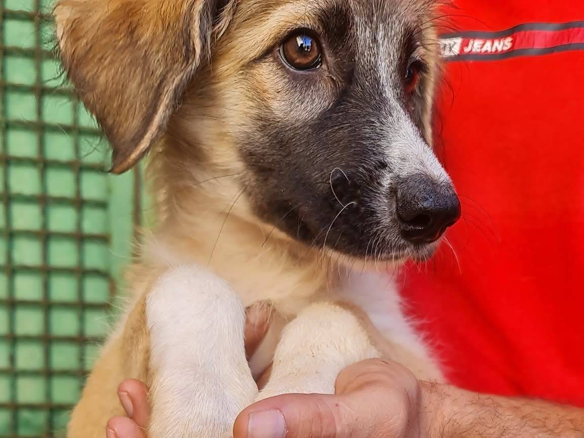 Adotta un cane, taglia media, femmina, Trapani