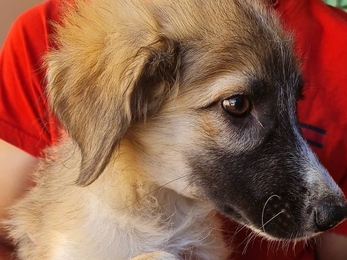 Vuoi adottare un cane a Trapani?