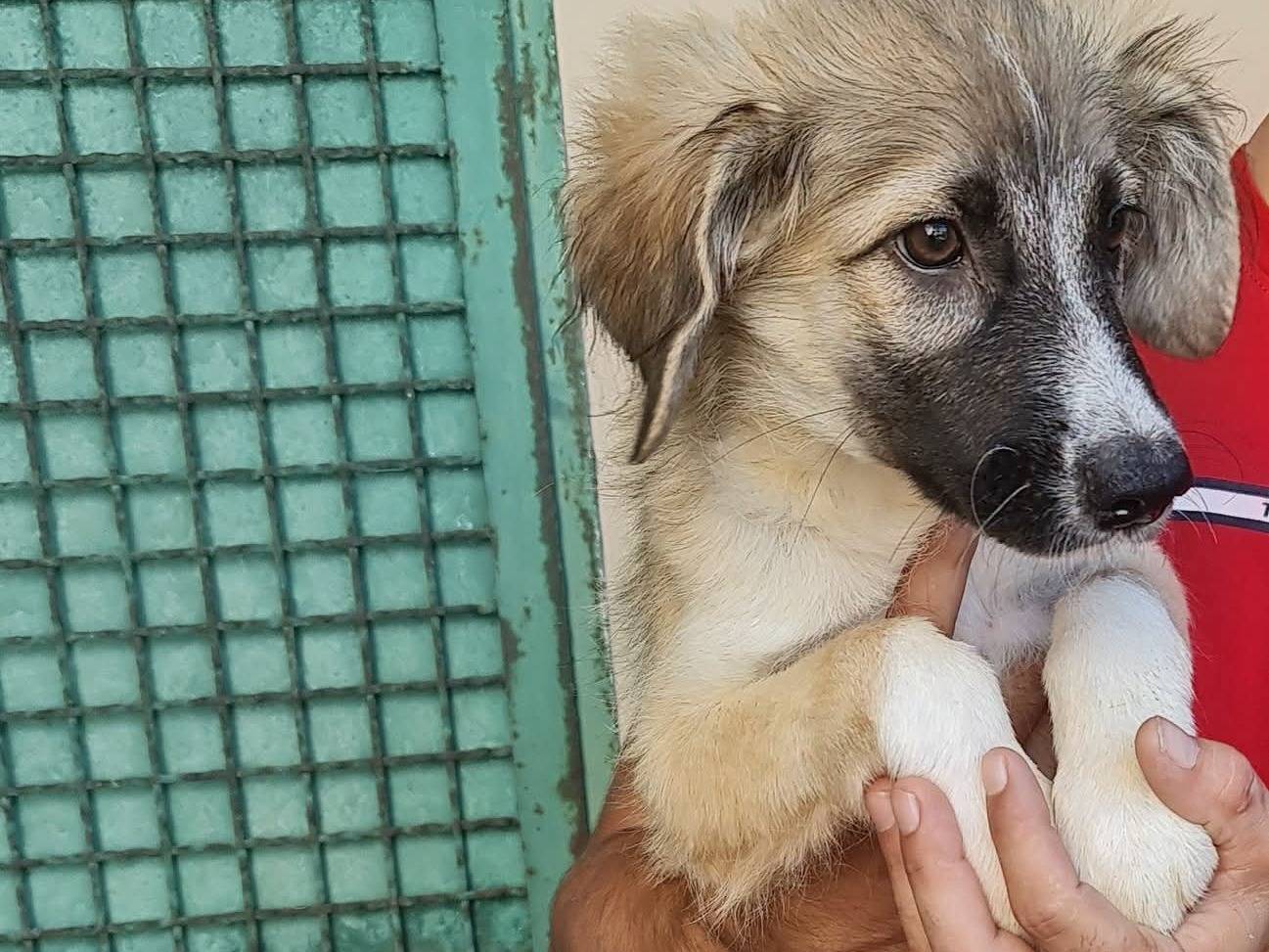 Adotta il cane Gaia a Trapani