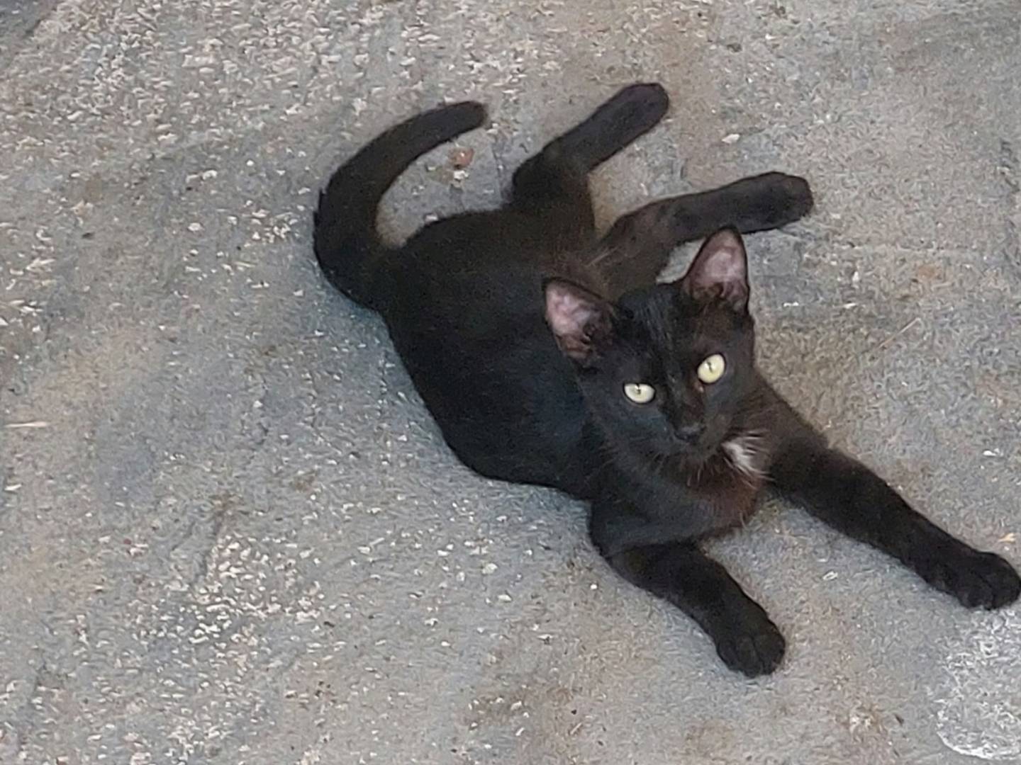 Vuoi adottare un gatto a Oristano?
