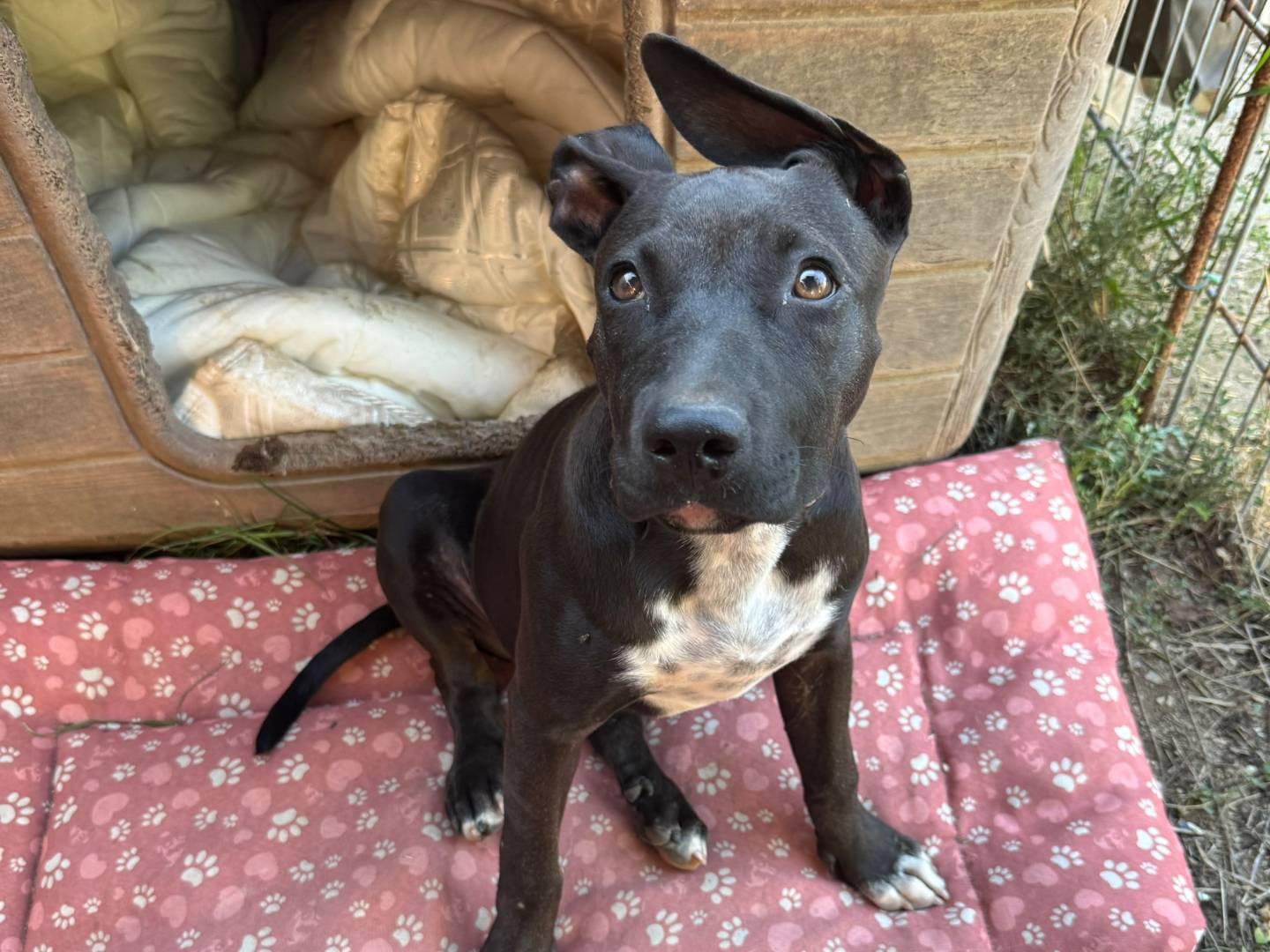 Adozione cane, femmina, Pitbull Razza sconosciuta, 5 mesi, taglia media, Caserta