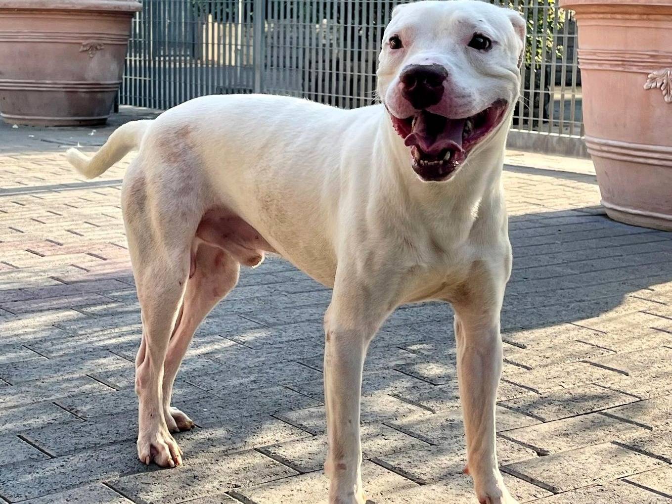 Adozione cane, maschio, Razza sconosciuta Razza sconosciuta, 2 anni e 4 mesi, taglia media, Milano