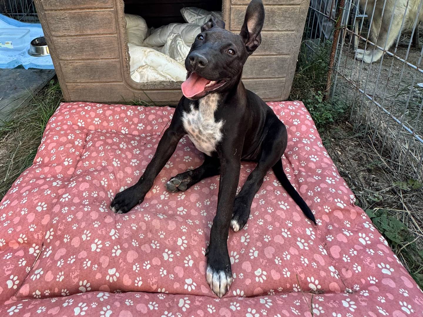 Adotta un cane, femmina, 5 mesi, Caserta