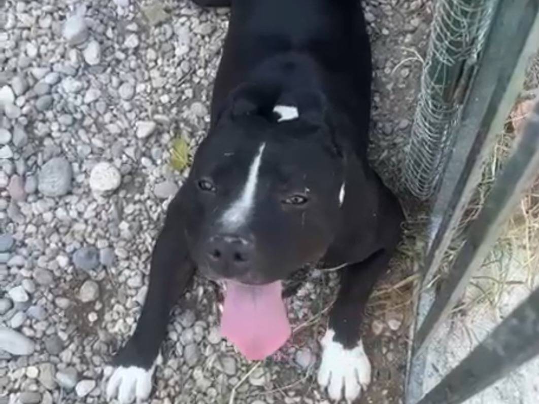 Adozione cane, maschio, American Staffordshire Terrier Amstaff, 3 anni e 4 mesi, taglia grande, Mantova