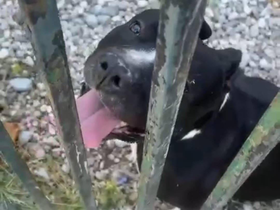 Adotta un cane, maschio, 3 anni e 4 mesi, Mantova
