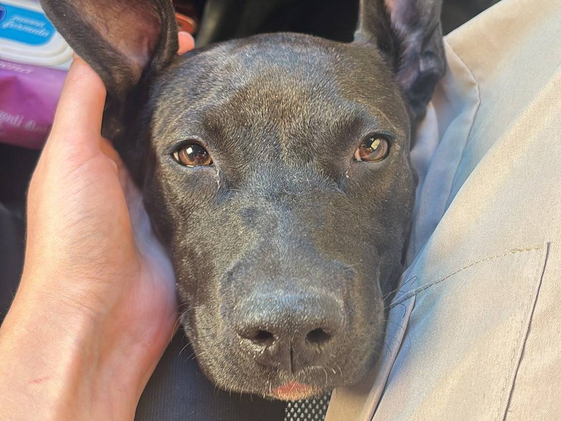Vuoi adottare un cane a Caserta?