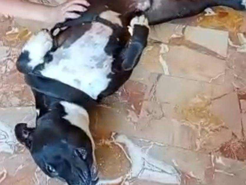 Adotta un cane, taglia grande, maschio, Mantova