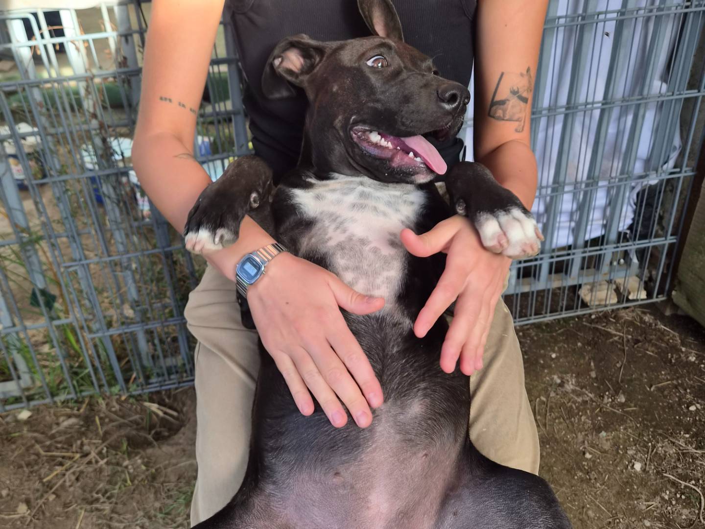 Adotta un cane, taglia media, femmina, Caserta