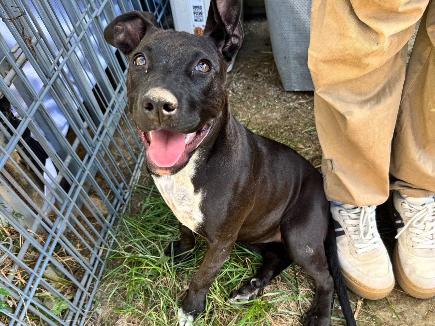Adotta il cane Remy a Caserta