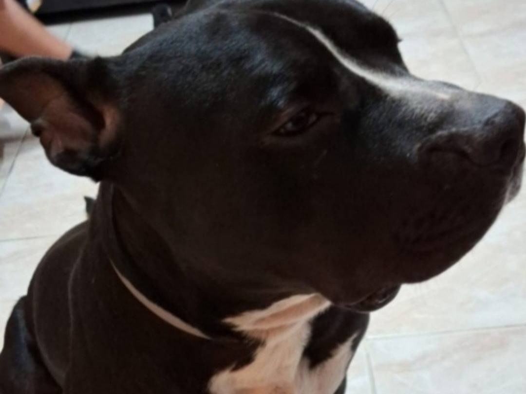 Adotta il cane Aron a Mantova