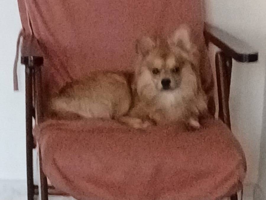 Vuoi adottare un cane a Caserta?