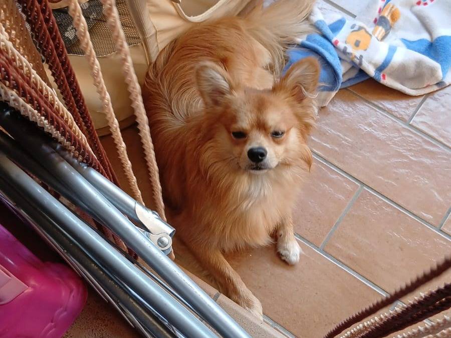 Adotta il cane Red a Caserta
