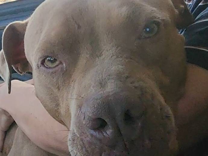 Adotta un cane, femmina, 2 anni e 7 mesi, Cosenza